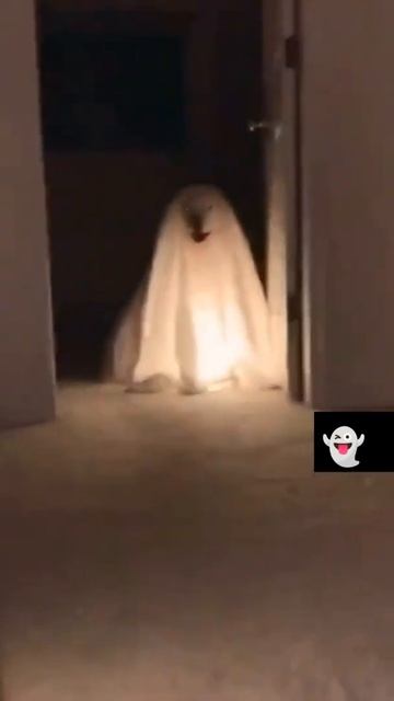 #cat #jokes #кошки #юмор #shorts #new #youtubeshorts #youtube #funny #amazing #собаки #dog