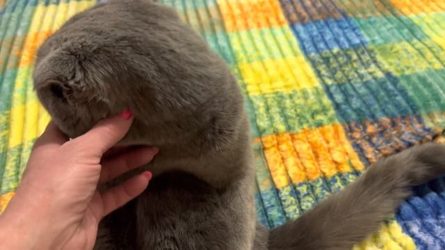 🔴 Смоки Отдыхает 🔴 Обзор