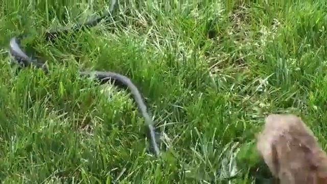 Мама Кролик борется с Змея, чтобы сохранить кроликов смотреть онлайн