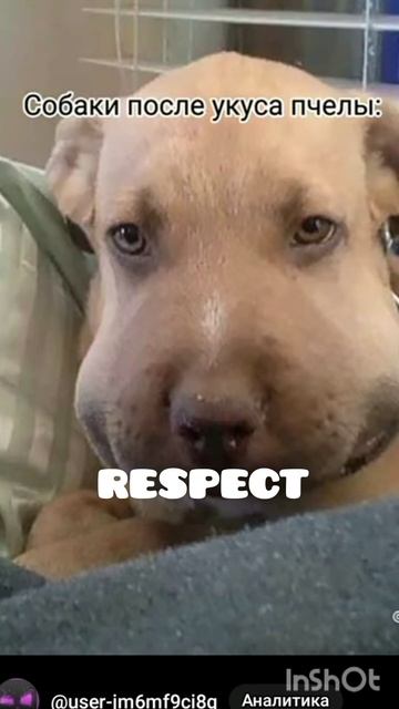 Собаки VS Коты после укуса пчелы.🤨 смотреть онлайн