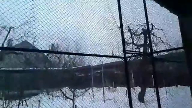 Трагопан теминко. Зима, февраль 2019 г. смотреть онлайн