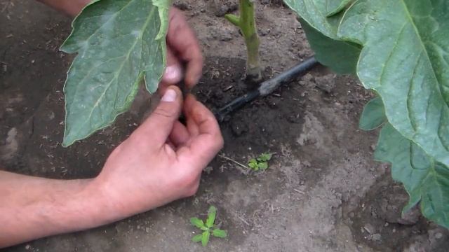 Капельный полив. Эксплуатация смотреть онлайн