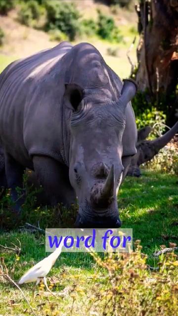 Did you know? #facts #animalfacts #shorts #information #learning #amazingfacts смотреть онлайн