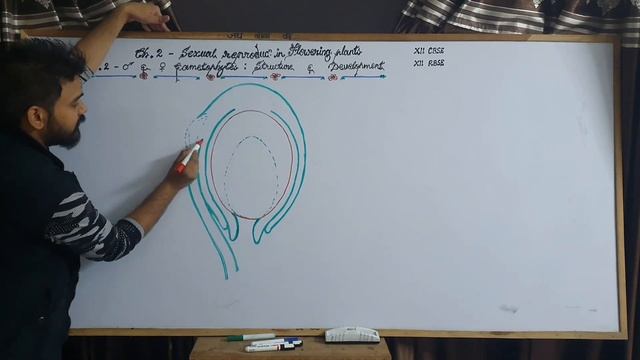 Topic - Structure of Megasporangium (Anatropous type of Ovule) смотреть онлайн