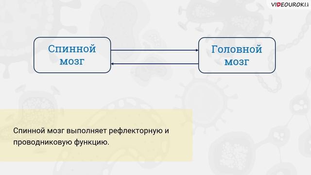42. Строение нервной системы. Спинной мозг и головной мозг смотреть онлайн