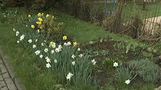 Что растет на «звездных грядках» Николая Николаевича Мирного смотреть онлайн