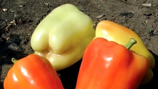Перца видимо-невидимо! Лучшие ультраранние сорта сладкого перца для открытого грунта и для теплицы смотреть онлайн