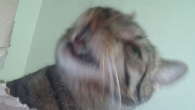 АСМР Кот кусает коробку😺 смотреть онлайн