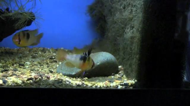 German Blue Rams With Fry смотреть онлайн