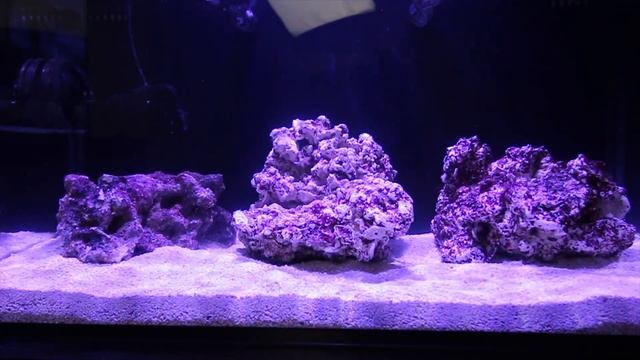 We filled up the 20g LPS tank! смотреть онлайн