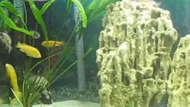 малавийские цихлиды смотреть онлайн