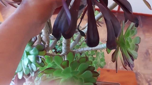 Como injertar un Aeonium (segunda parte) смотреть онлайн