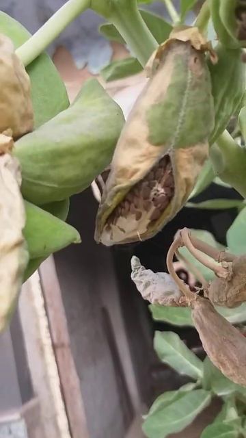 Seed Dispersal In Calotropis Procera (आक के पौधे का बीज प्रकीर्णन )