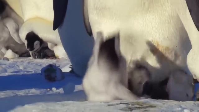 Пингвиньи неуклюжки смотреть онлайн