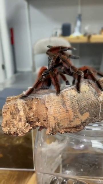 Пауки обнимаются #shorts #spider #tarantula