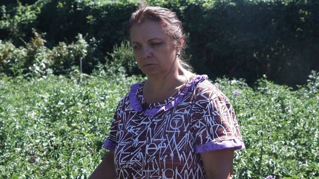 Курчавость картофеля, это страшно? смотреть онлайн