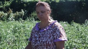 Курчавость картофеля, это страшно?