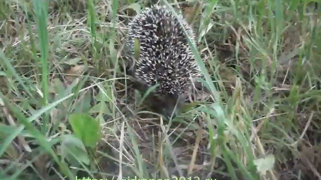 ежик не в тумане