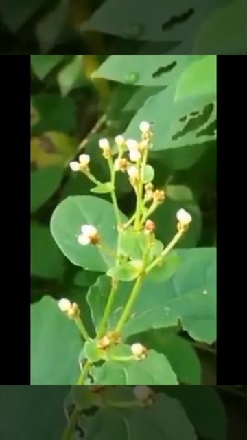 @火炭母草(Persicaria Chinensis，Chinese Knotweed) смотреть онлайн