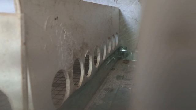 жөжө багуу брудер  жөжө кана #куры #адлер #цыплята #жерси #жөжө #корм