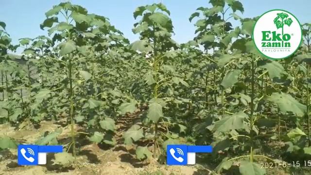 Қашқадарёлик мижозимиз эккан павловниялар "Афғон шамоли" гармселда нима бўлди? смотреть онлайн