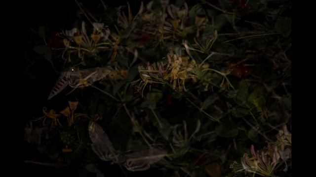 Åkervindesvärmare (Agrius convolvuli) 2015 Sydskåne смотреть онлайн