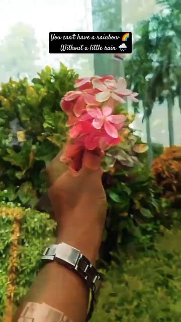 Madhumalti Flower|Beautiful Nature #blooming #quotes #life