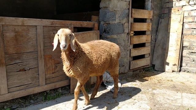 Бульдозера дочь