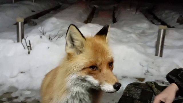 (973) Лиса приходит в гости. Март 2025 смотреть онлайн