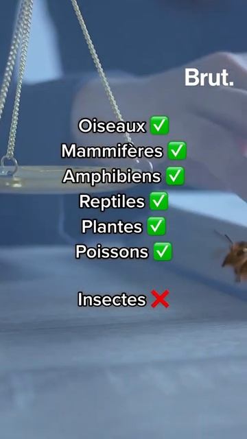 Les abeilles peuvent être considérées comme des poissons en Californie смотреть онлайн