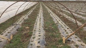 Балаган для Клубники 80 метров