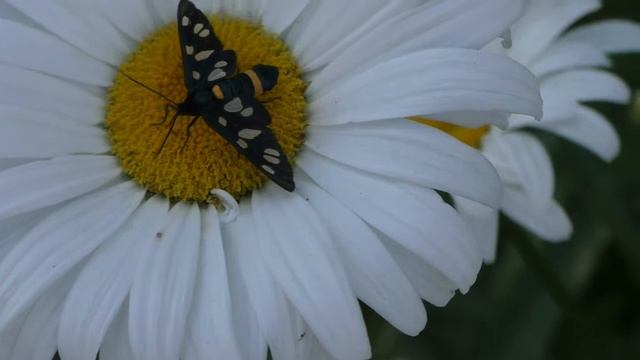 ГАРМОНИЯ В ПРИРОДЕ.Видео Татьяны Крестьянсковой смотреть онлайн