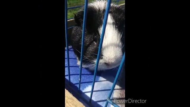 Уборка у морской свинки смотреть онлайн