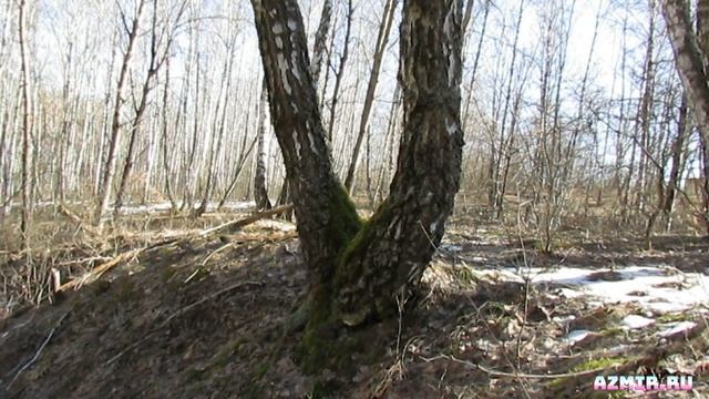 Березовый лес.Видео 4К.Стерео звук