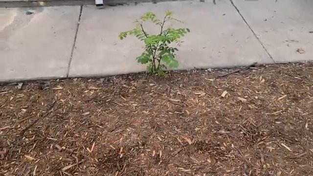 Updating Our Side Yard, Cardboard, Mulching, Planters Set Up