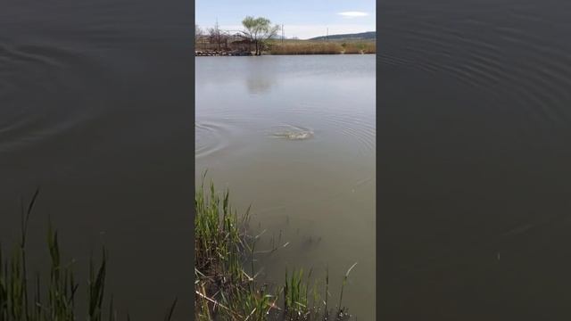 рыбалка карп 2 кг смотреть онлайн