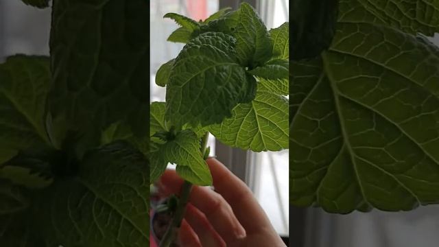 Гортензия Бесконечное лето!!! 🌿🌿🌿🌸 смотреть онлайн