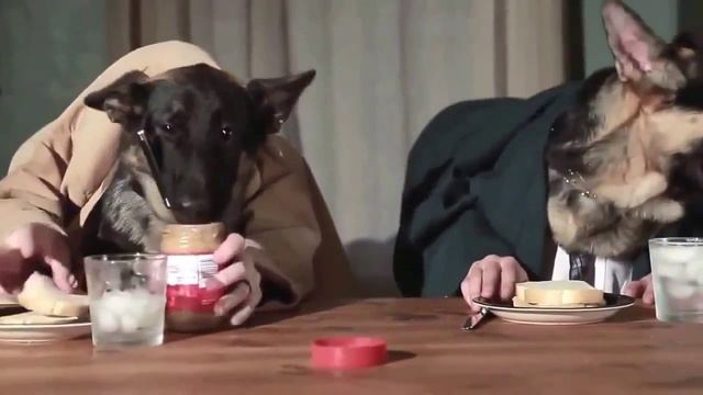 смешные собачьи будни