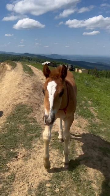 horse and foal #animals #nature #mountains смотреть онлайн