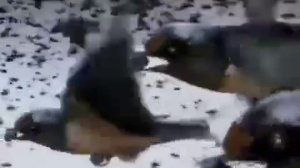 Абобил куши хакида эшитканмисиз?