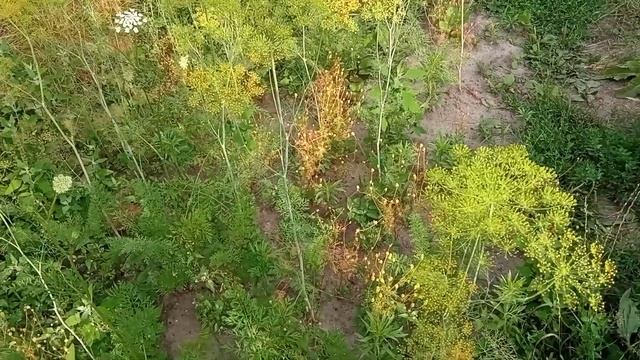 Клумба из моркови смотреть онлайн