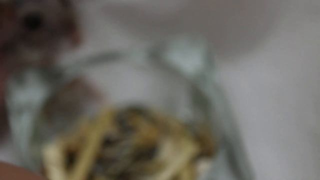 A nearly 3-year-old dwarf hamster had crusty skin. смотреть онлайн