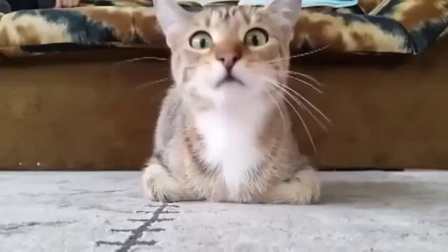 Реакция кота после просмотра ужастиков смотреть онлайн