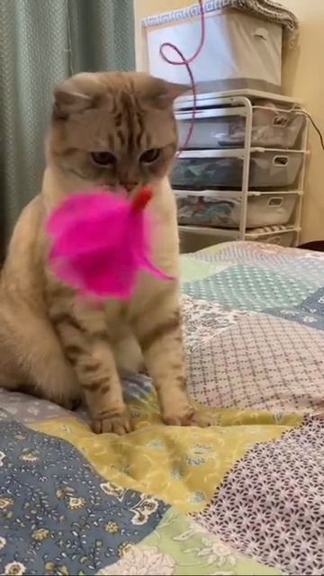 Мужество кота смотреть онлайн