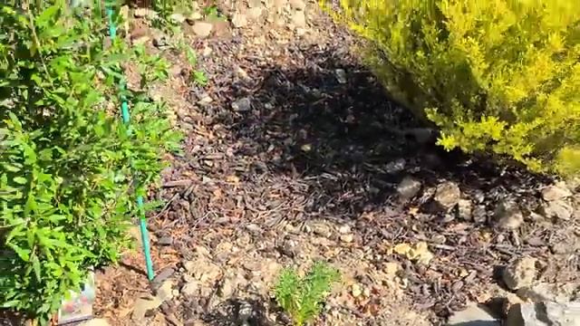 June Garden Tour Before and After Comparison смотреть онлайн