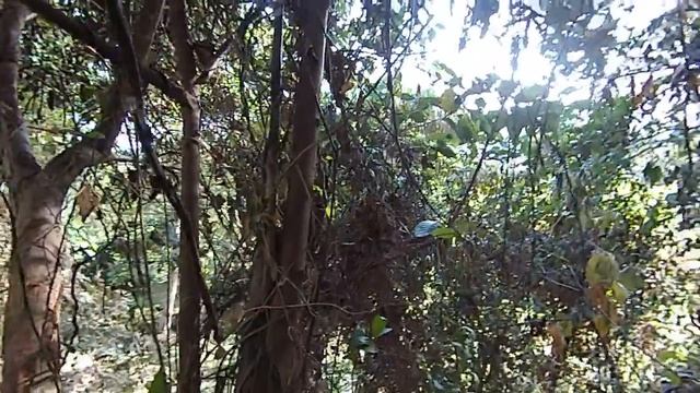 12 Филиппины Дикие пчелы смотреть онлайн