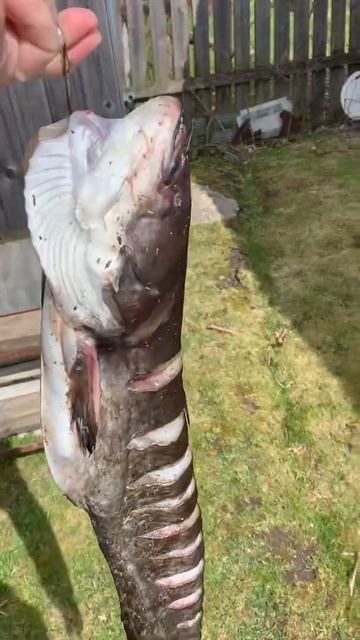 Сомы холодного копчения. Часть 2