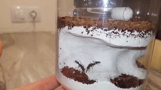 Обзор Венаторов (Harpegnathos venator) смотреть онлайн