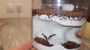 Обзор Венаторов (Harpegnathos venator)