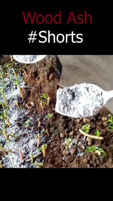 Wood Ash #shorts